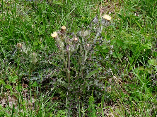 {Cirsium horridulum}